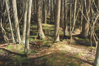 Chamaecyparis thyoides