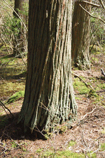 Chamaecyparis thyoides