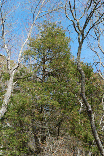 Chamaecyparis thyoides