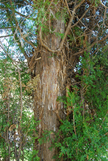 Juniperus virginiana crebra