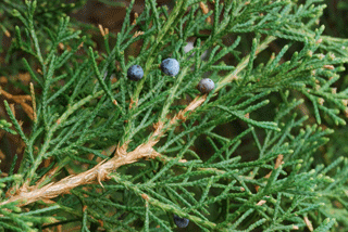 Juniperus virginiana crebra