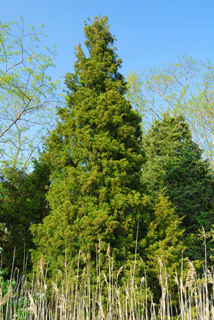 Juniperus virginiana crebra