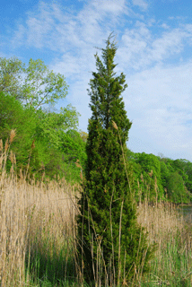 Juniperus virginiana crebra