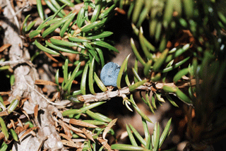Juniperus communis depressa