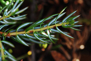 Juniperus communis depressa