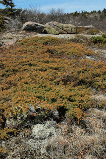 Juniperus communis depressa