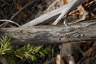 Juniperus communis depressa