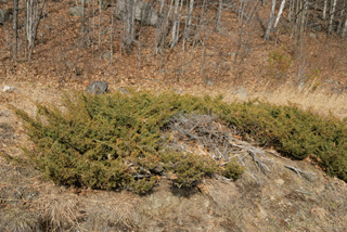Juniperus communis depressa