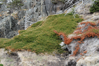 Juniperus horizontalis