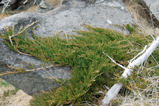 Juniperus horizontalis