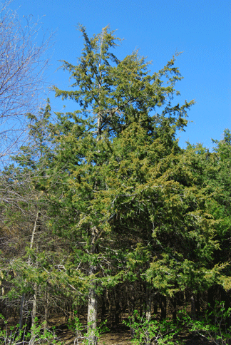 Juniperus virginiana