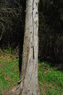 Juniperus virginiana