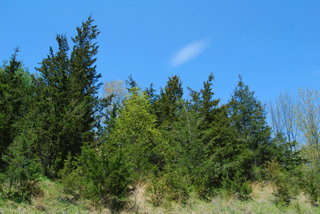 Juniperus virginiana