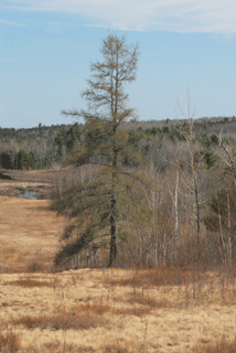 Larix laricina