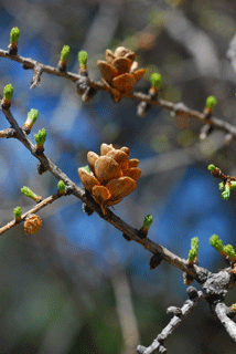 Larix laricina