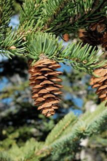 Picea glauca