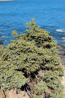 Picea glauca