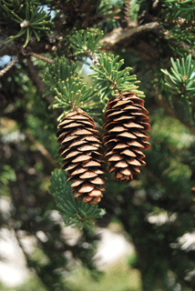 Picea glauca