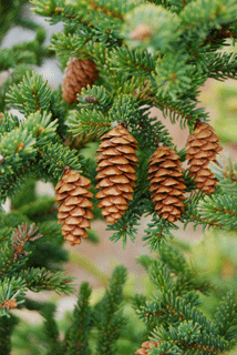 Picea glauca