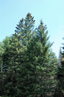 Picea glauca