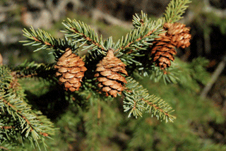 Picea mariana