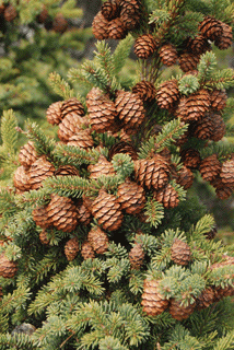 Picea mariana