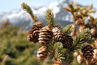 Picea mariana