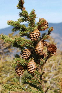 Picea mariana
