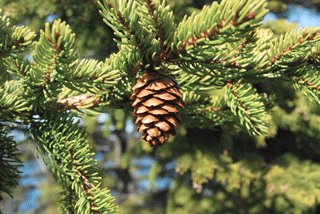 Picea rubens