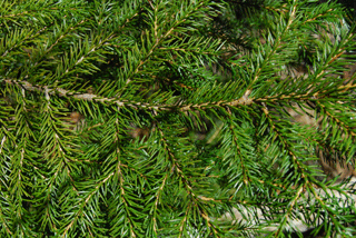 Picea rubens