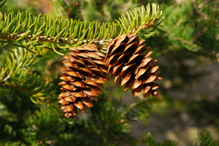 Picea rubens