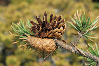 Pinus banksiana