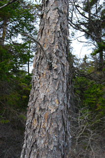 Pinus banksiana