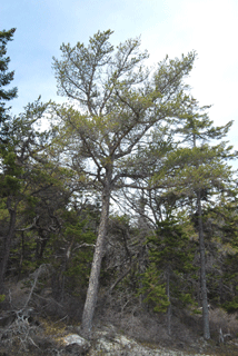 Pinus banksiana