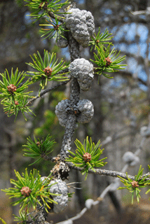 Pinus banksiana