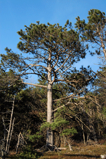 Pinus resinosa