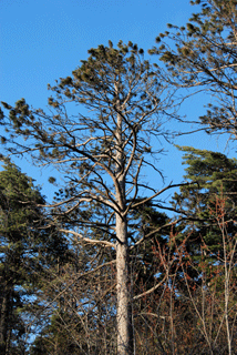 Pinus resinosa