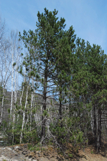 Pinus resinosa