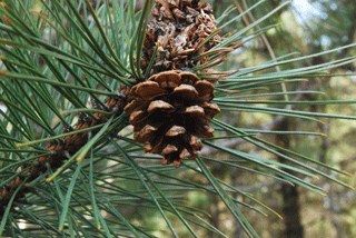 Pinus resinosa