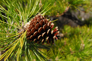 Pinus rigida
