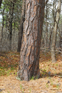 Pinus rigida