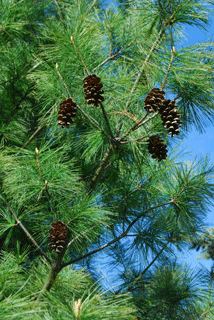 Pinus strobus