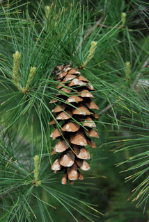 Pinus strobus
