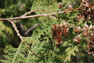 Thuja occidentalis