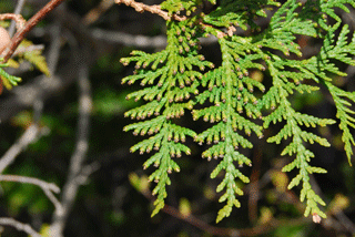 Thuja occidentalis