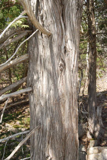 Thuja occidentalis