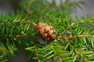 Tsuga canadensis