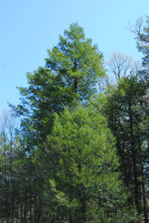 Tsuga canadensis
