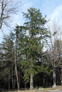 Tsuga canadensis