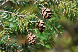 Tsuga canadensis